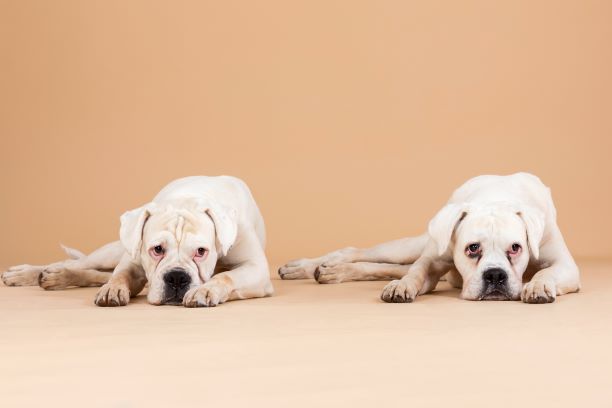 Sterbebegleitung beim Hund