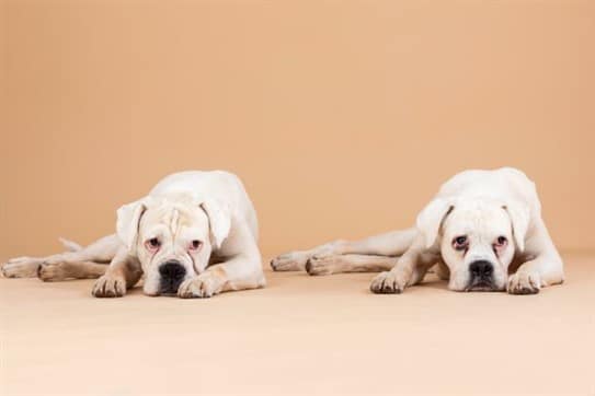 Symptome Hundekrankheiten erkennen und Naturheilkunde nutzen