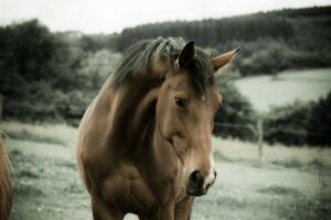 Tierheilpraktikerin Pferd Wittlich