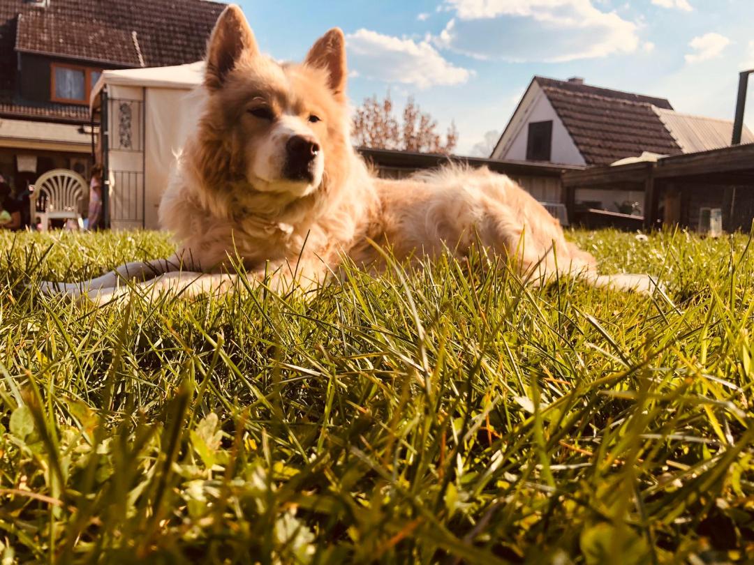 Wie zeigen Hunde Schmerzen? nicolabidinger.de