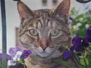 Katzen zwischen Blumen