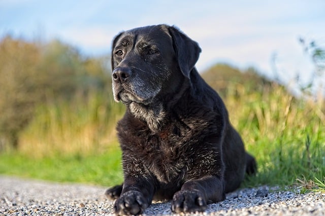 Hundesenior – mit einem alten Hund leben und ihn unterstützen