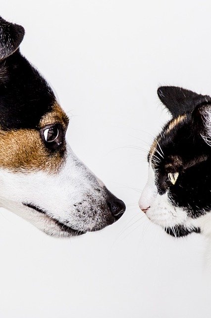 Homöopathie, Schüssler Salze bei Hunden Pferden Katzen anwenden
