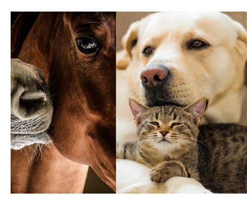 Häufige Krankheiten beim Hund, Pferd, Katze