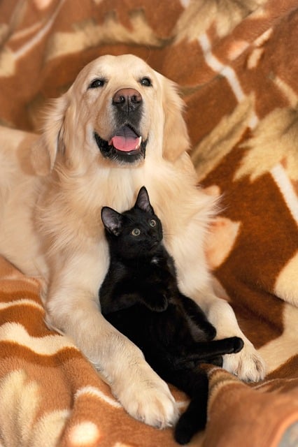Morbus Addison bei Hund und Katze