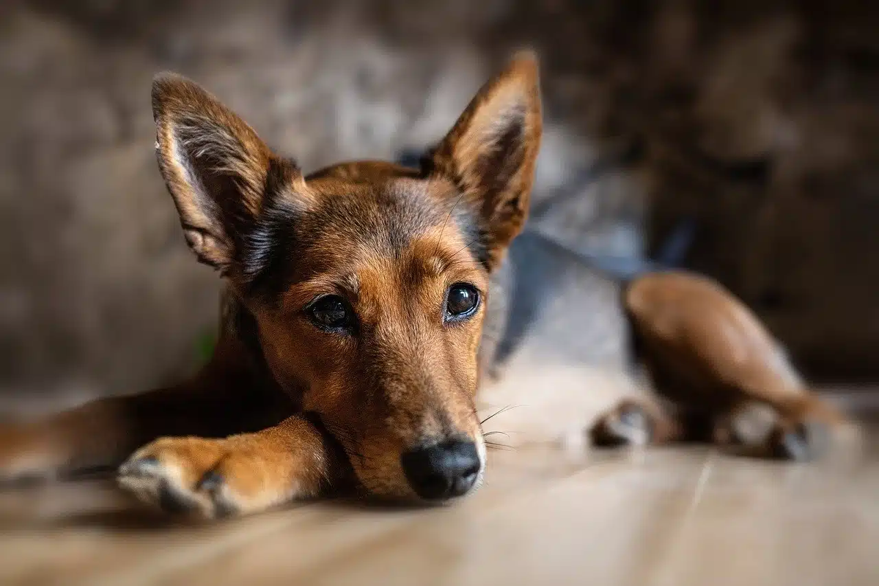 Traumaverarbeitung Hund