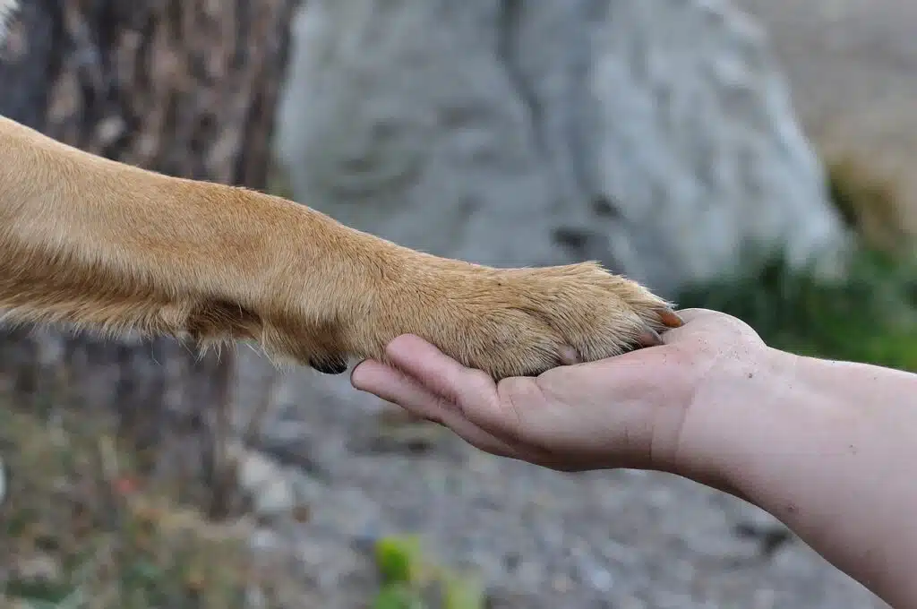 Ängste und Streß bei Hunden