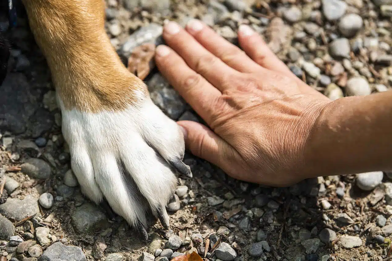 Trauma beim Hund erkennen