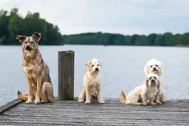 Darmaufbau und Immunsystem beim Hund