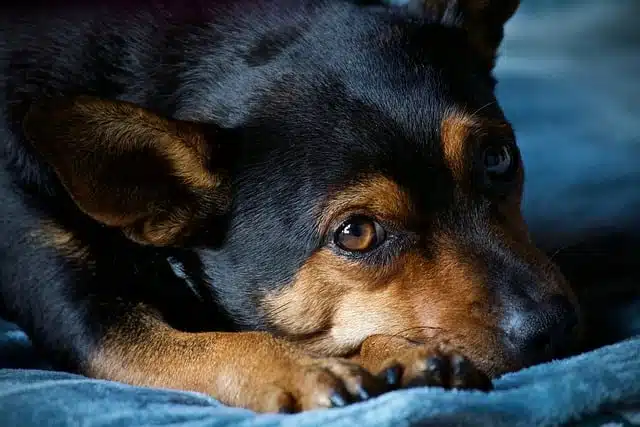 Juckreiz Arthrose Hund