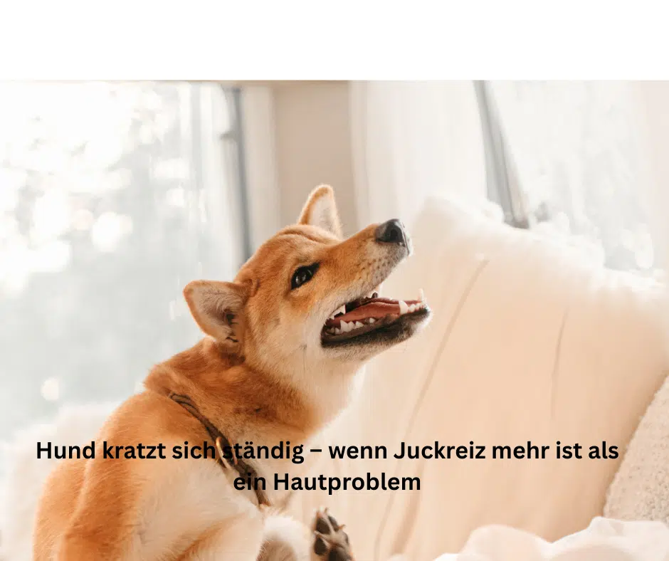 Hund kratzt sich ständig – wenn Juckreiz mehr als ein Hautproblem ist Hund kratzt sich ständig – wenn Juckreiz mehr als ein Hautproblem ist