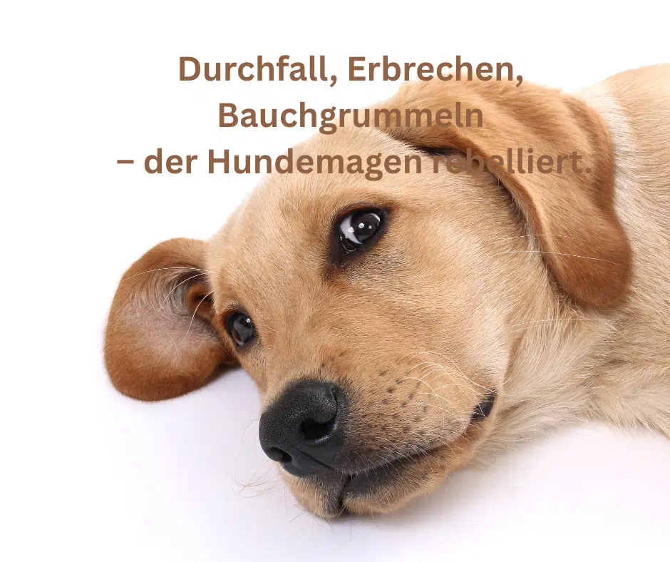 Sensibler Magen beim Hund – Ursachen für Blähungen & weiches Kot Sensibler Magen beim Hund – Ursachen für Blähungen & weiches Kot